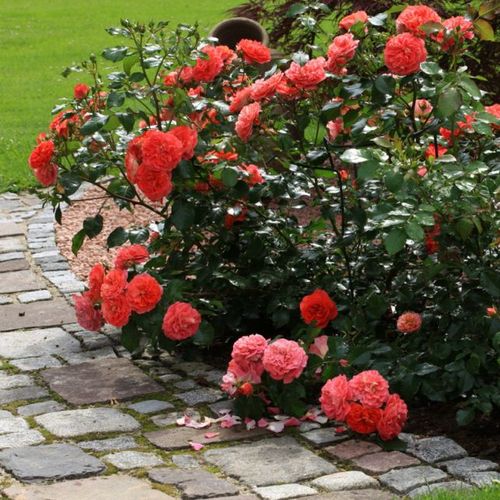 Floribunda - Rosa - Gebrüder Grimm® - Produzione e vendita on line di rose da giardino